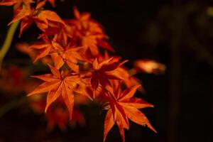 un illuminato rosso le foglie a il tradizionale giardino a notte nel autunno vicino su foto