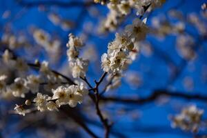 prugna fiore dietro a il blu cielo soleggiato giorno foto