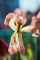 appassito tulipani su il davanzale, il bellezza di avvizzimento, il metafora di invecchiamento, il bellezza di vecchio età, artistico Doppio esposizione foto