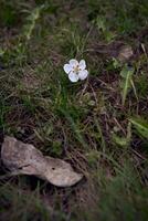 albicocca fiori su il terra, erba struttura, sfondo foto