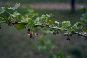 il primo primavera mini cuffie di nero ribes foto