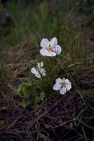 albicocca fiori su il terra, erba struttura, sfondo foto