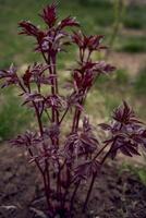 giovane rosso peonia le foglie nel primavera nel il giardino foto