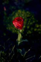 solitario rosso tulipano nel il erba a tramonto con traslucido petali illuminato di il di sole raggi foto