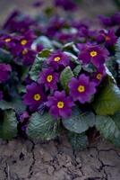 violette su un' letto di fiori nel il Aperto campo, sfondo foto