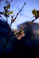 ciliegia fiorire su il sfondo di il cielo a alba foto