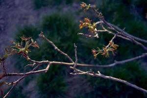il primo primavera germogli di un' noce albero foto
