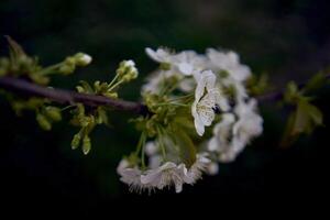 un' acida ciliegia fiorire nel tramonto foto