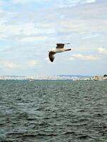 gabbiano mosche attraverso il baia su il sfondo di Istanbul foto