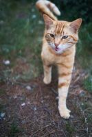 carino pesca gatto miagola e tratti su il erba foto