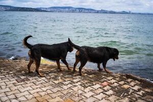 rottweiler giocare su il molo su del principe isola prospiciente Istanbul foto