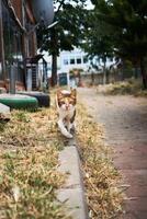 un' dolce calicò gatto su il spiaggia di Istanbul foto