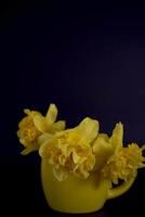 un' fiore preparativi di giallo giunchiglie nel un' giallo tazza su un' nero sfondo foto
