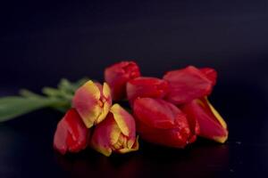 rosso e giallo tulipani su un' nero sfondo foto