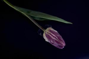 multicolore tulipani su un' nero sfondo nel un' minimalista stile foto