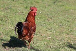 il rosso Gallo canta su il ceppo. concetto è tempo per debole su scia su. domestico Gallo ritratto nel il fango nel il giardino foto