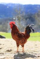 il rosso Gallo canta su il ceppo. concetto è tempo per debole su scia su. domestico Gallo ritratto nel il fango nel il giardino foto