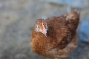 uno pollo nel il foto. gratuito gamma polli beccare nel il erba, guardare per cibo su un' soleggiato giorno. casa azienda agricola. domestico polli. estate giorno su il azienda agricola. ritratto di un' pollo. foto