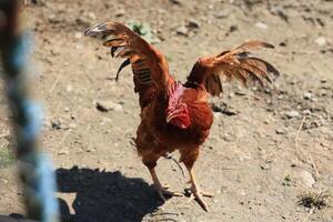 il rosso Gallo canta su il ceppo. concetto è tempo per debole su scia su. domestico Gallo ritratto nel il fango nel il giardino foto