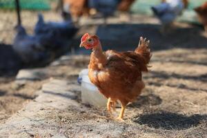 uno pollo nel il foto. gratuito gamma polli beccare nel il erba, guardare per cibo su un' soleggiato giorno. casa azienda agricola. domestico polli. estate giorno su il azienda agricola. ritratto di un' pollo. foto