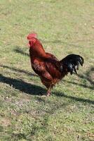 il rosso Gallo canta su il ceppo. concetto è tempo per debole su scia su. domestico Gallo ritratto nel il fango nel il giardino foto