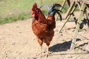 il rosso Gallo canta su il ceppo. concetto è tempo per debole su scia su. domestico Gallo ritratto nel il fango nel il giardino foto