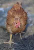 uno pollo nel il foto. gratuito gamma polli beccare nel il erba, guardare per cibo su un' soleggiato giorno. casa azienda agricola. domestico polli. estate giorno su il azienda agricola. ritratto di un' pollo. foto