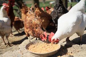 un' gruppo di polli e un' Gallo pascolare su un' azienda agricola nel un' villaggio su un' soleggiato giorno. polli su un biologico casa azienda agricola. primavera o estate giorno. polli di diverso colori. bianca polli. rosso polli. foto