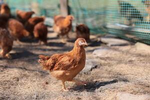 uno pollo nel il foto. gratuito gamma polli beccare nel il erba, guardare per cibo su un' soleggiato giorno. casa azienda agricola. domestico polli. estate giorno su il azienda agricola. ritratto di un' pollo. foto