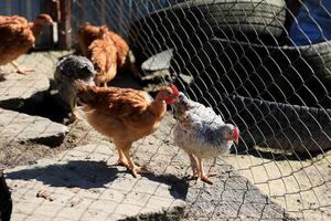 un' gruppo di giovane polli e grigio, bianca, rosso galli siamo a piedi nel il villaggio cortile, beccare a cibo. polli dietro a un' recinto beccare a cibo all'aperto su un' estate giorno. foto