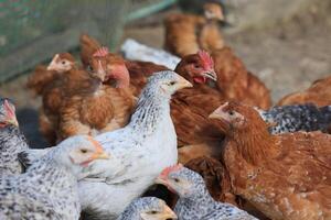 un' gruppo di giovane polli e grigio, bianca, rosso galli siamo a piedi nel il villaggio cortile, beccare a cibo. polli dietro a un' recinto beccare a cibo all'aperto su un' estate giorno. foto