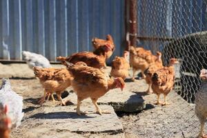 un' gruppo di giovane polli e grigio, bianca, rosso galli siamo a piedi nel il villaggio cortile, beccare a cibo. polli dietro a un' recinto beccare a cibo all'aperto su un' estate giorno. foto