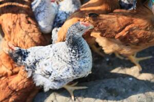 un' gruppo di giovane polli e grigio, bianca, rosso galli siamo a piedi nel il villaggio cortile, beccare a cibo. polli dietro a un' recinto beccare a cibo all'aperto su un' estate giorno. foto