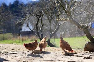 un' gruppo di giovane polli e grigio, bianca, rosso galli siamo a piedi nel il villaggio cortile, beccare a cibo. polli dietro a un' recinto beccare a cibo all'aperto su un' estate giorno. foto