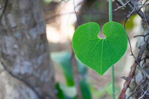 avvicinamento di cuore forma verde foglia contro natura sfondo. spazio per testo. concetto di amore e natura foto