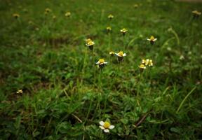 erba fiore foto di bellezza Fiore di campo nel il campo