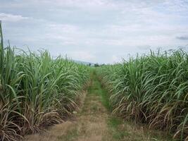 canna da zucchero piantagioni, il agricoltura tropicale pianta nel Tailandia, alberi crescere a partire dal il terra su un' azienda agricola nel il raccogliere su un' sporco strada con luminosa cielo foto