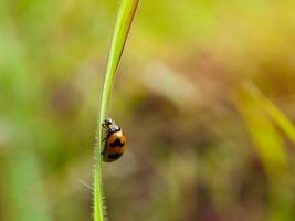 coccinella seduta su un' verde foglia. foto