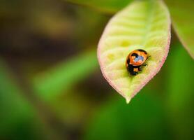 coccinella seduta su un' verde foglia. foto