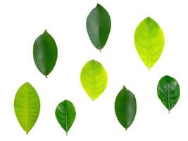 raccolta di foglie isolate su uno sfondo bianco foto