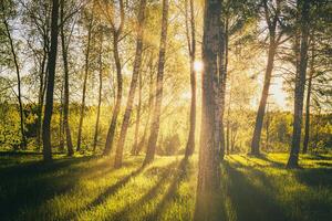 tramonto o Alba nel un' primavera betulla foresta con luminosa giovane fogliame raggiante nel il raggi di il sole. Vintage ▾ film estetico. foto