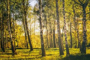 righe di betulla tronchi con giovane fogliame, illuminato di il sole a tramonto o alba nel primavera. Vintage ▾ film estetico. foto