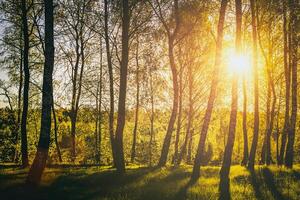 tramonto o Alba nel un' primavera betulla foresta con luminosa giovane fogliame raggiante nel il raggi di il sole. Vintage ▾ film estetico. foto