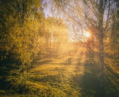 tramonto o Alba nel un' primavera betulla foresta con luminosa giovane fogliame raggiante nel il raggi di il sole. Vintage ▾ film estetico. foto