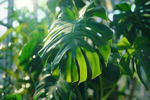 grande Monstera Casa pianta nel serra foto