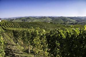 paesaggi delle langhe piemontesi durante la vendemmia, con i colori sgargianti dell'autunno foto