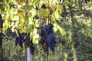 grappoli d'uva nei vigneti delle langhe piemontesi in autunno, durante la vendemmia