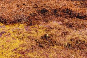 trama di alghe rosse sargazo sulla spiaggia playa del carmen messico.