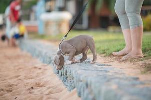 cucciolo di bullo americano divertente sulla spiaggia con la famiglia di persone foto