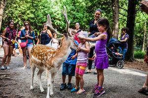 editoriale - 29 luglio 2014 al parc safari, quebec, canada in una bella giornata estiva. foto